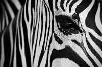 385 - ZEBRA - PLOVIE KEVIN - belgium <div